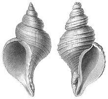 Maybe you would like to learn more about one of these? Gastropod Shell Resource Learn About Share And Discuss Gastropod Shell At Popflock Com