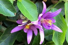 Image result for Grewia flava