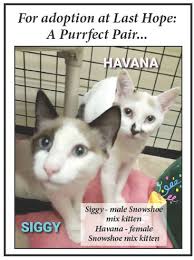 Cats do not normally pant or breathe with their mouths open. Pets Pets Pets Massapequa Post