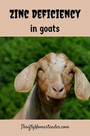 Zinc Deficiency In Goats The Thrifty Homesteader In 2020 Goats Zinc Deficiency Keeping Goats