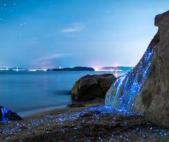 What role does bioluminescence play in developing sustainable lighting solutions?