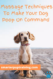 Check spelling or type a new query. How To Massage A Dog To Poop 3 Techniques To Make Your Dog Poop