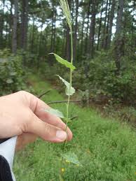 Image result for Arthraxon hispidus