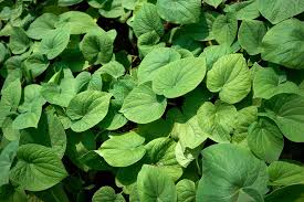 The Kava Society | Learn About Kava | Kava Basics | Kava Science ...