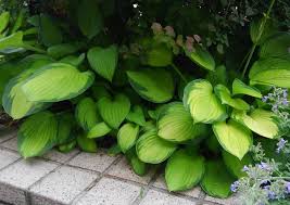 グランドカバープランツ30選 お庭の空きスペースに丈夫で見映えのする植物を植えよう Lovegreen ラブグリーン