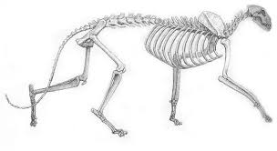 pin de herlinde seynaeve em anatomiya pantera negra pantera negra animal pantera