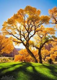 اجمل خلفيات للاندرويد والأيفون عالية الجوده 2019 top4 beautiful tree nature tree beautiful nature