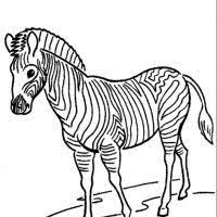 Desenhos Para Colorir De Zebras