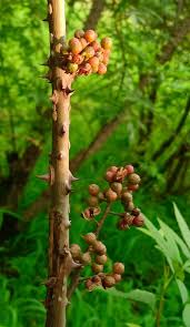 Image result for Aframomum alboviolaceum