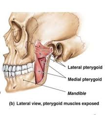 Musclemonday Pterygoid Muscles Today We Are Going To Discuss Our Last Muscle Of The Week The Medial And Lateral Pterygoid Muscles The Mu Muscle Tmj Medical