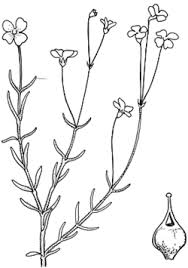 Image result for Mitrasacmopsis