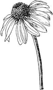 Echinacea Purpurea Or Purple Coneflower Coloring Page Free Printable Coloring Pages Flower Sketches Flower Drawing Plant Drawing