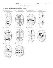 Teachers, tutors, trainers, and homeschool parents. Meiosis Practice Wkst 1 Pdf Name Period Meiosis Practice Worksheet On Each Of The Images Label The Phase Of Meiosis Anaphase Ii 1 Cytokinesis I 2 Course Hero