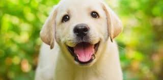 5 super leuke konijne namen. 25 Beste Top 10 Lijstjes Over Schattige Dieren Top 10 Schattige Dieren Lijstjes