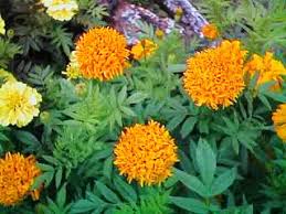 Simak daftar nama bunga mawar dari berbagai bahasa untuk disematkan pada si kecil. Ooi S Flora Malaysiana Ver 1 0 Orange Marigold Cotao01a Htm 1997 2002