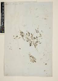 Image result for Grewia conocarpa