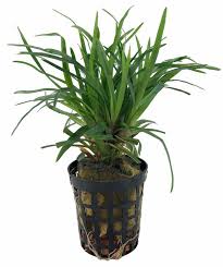 Image result for Eriocaulon buchananii