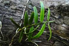 Image result for Calyptrochilum