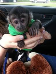 4.8 out of 5 stars. Wonderful Lovely Capuchin Monkey For Adoption Baby Monkey Pet Pet Monkey Capuchin Monkey Pet