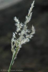 Image result for Tricholaena