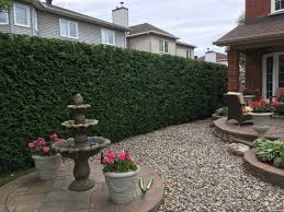 Hedging cedars are the most commonly planted tree in the pacific northwest. Topline Hedges Ottawa S Cedar Hedge Trimming Experts