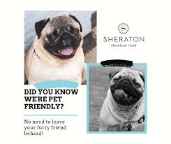 Hotels, bed & breakfast, business hotels, apartments, resorts Don T Leave Your Pet Behind We Love Sheraton Stonebriar Facebook