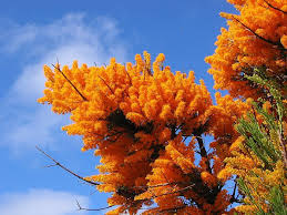 While people in the northern hemisphere are decorating fir trees and further north from me, christmastime brings out the brilliant scarlets in the illawarra flame tree. Esperance Wildflowers Nuytsia Floribunda Wa Christmas Tree Australian Christmas Tree Australian Wildflowers Australian Christmas