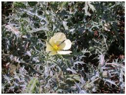 Image result for Pycnostachys ruandensis