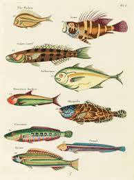 Free Public Domain Www Rawpixel Com Colourful And Surreal Illustrations Of Fishes Found In Moluccas Indonesia Fish Painting Fish Illustration Fish Artwork