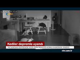 Depremde Kedilerin Yasadigi Korku Kameraya Boyle Yansidi Youtube