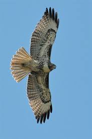 Red Tail Hawk Terror Of The Neighborhood And Frequent Visitor To My Feeder Yirtici Kuslar Kus Kus Resimleri