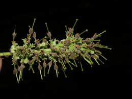 Image result for Hymenodictyon