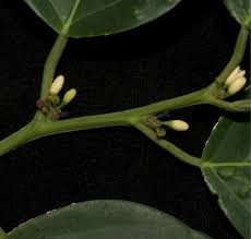 Image result for Strombosiopsis tetrandra