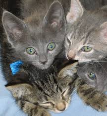 Companion Animal Hospital Your Madison Vet