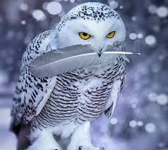 Pin By Mehmet Mavis Mavis On Feather My Nest Beautiful Birds Animals Animals Beautiful