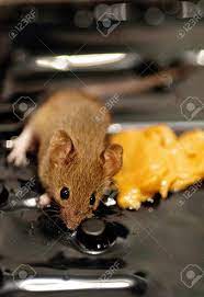 Small Mouse With Peanut Butter On Glue Trap Rodent Was Removed From Trap And Released Stock Photo Picture And Royalty Free Image Image 16530200