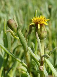 Image result for Renealmia susanneae-katziae