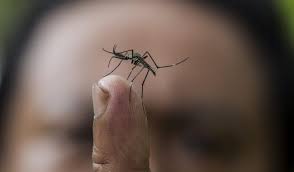 Κρούσματα λοίμωξης από ιό του δυτικού νείλου εμφανίζονται σε πολλές χώρες παγκοσμίως, όπως και σε πολλές ευρωπαϊκές χώρες, σε. Syskepsh Sto Ypoyrgeio Ygeias Gia Ton Io Toy Dytikoy Neiloy Omega Live