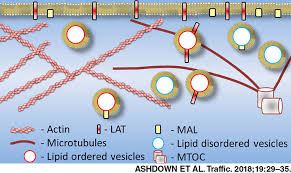 Membrane Lipid Order Of Sub Synaptic T Cell Vesicles Correlates With Their Dynamics And Function Ashdown 2018 Traffic Wiley Online Library His lyrics are real, his music is about the struggles of life and its experiences, not about bagging girls or popping bottles. membrane lipid order of sub synaptic t