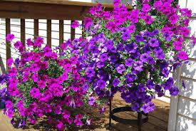Plant Of The Month Trailing Petunias Trailing Petunias Petunia Plant Petunias