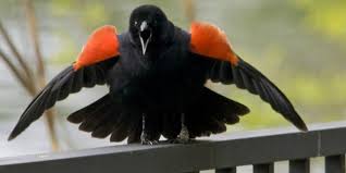 Black bird with red beak name. Bird Of The Week Red Winged Blackbird Kern Audubon Society
