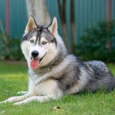 Siberian Husky Puppies For Sale Available In Tucson Phoenix Az