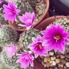 29% off sothing 319 clear cactus ultrasonic air humidifier 160ml color light usb air purifier anion mist maker water atomizer 122 reviews cod. 22 Cactus For Sale Ideas Cactus For Sale Cactus Make A Color Palette