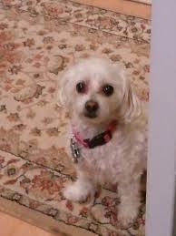 Lancaster pet clinic lancaster california. Lancaster Pet Clinic 21 Photos 76 Reviews Veterinarians 2060 W Ave K Lancaster Ca Phone Number