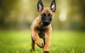 telecharger fonds d ecran les malinois chien chien de berger belge chiot petit chien brun animaux domestiques races de chiens chien de berger belge besth malinois puppies malinois dog belgian malinois dog