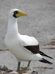 Masked booby - Wikipedia