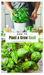 How To Plant Grow Basil Indoors Or Outdoors Complete Guide Growing Basil Outdoors Growing Basil Basil Plant
