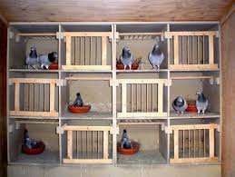 Pigeons Loft Sok Pa Google