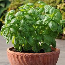 This is ok (you can nip off the seed tips containing the buds and dry them off for future planting). Dolce Fresca Basil Seeds Park Seed