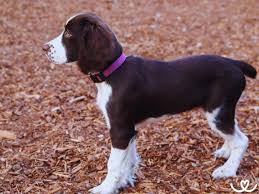 Image result for anglický špringršpaněl